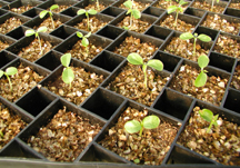 Germinating papaya seedlings